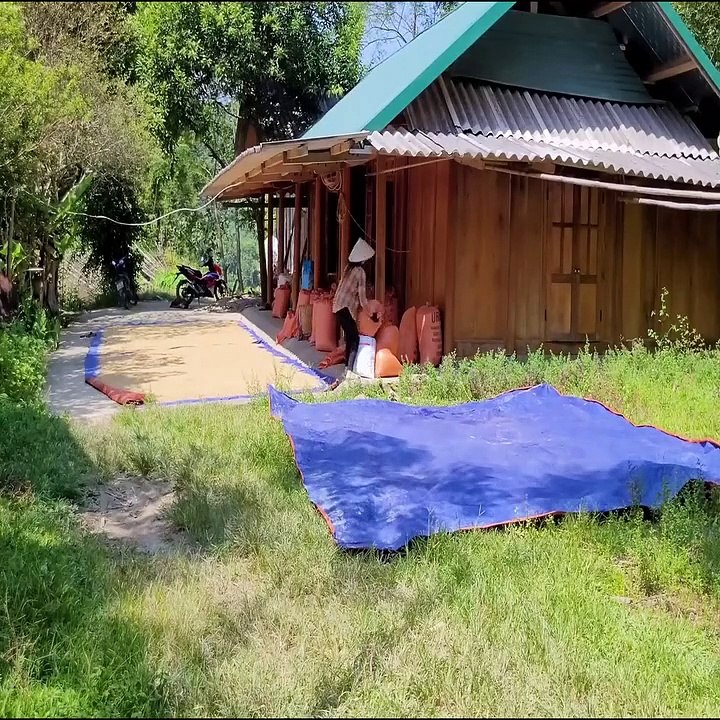 To dry the rice, return home.