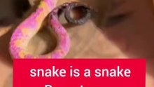 Saleemoffical presentation- sanke is snake only #snake