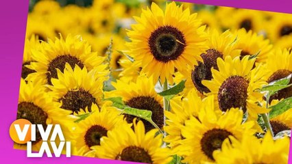 Este es el VERDADERO significado de dar flores amarillas