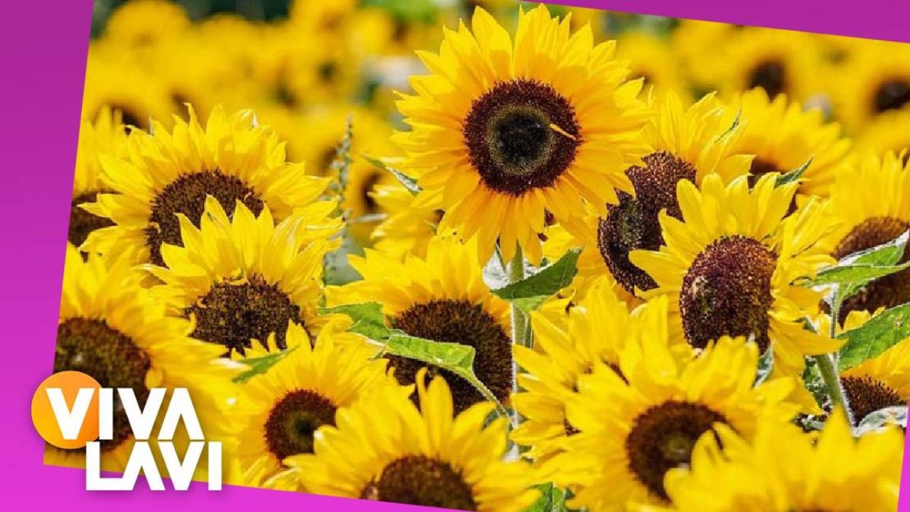 Este es el VERDADERO significado de dar flores amarillas