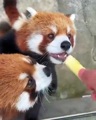 🌟 **Unlocking the World of Pandas! 🐼✨** Join us on a thrilling journey