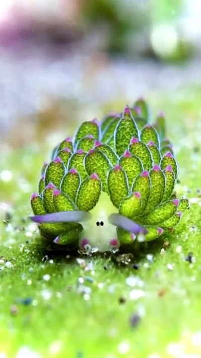 Wandering Leaf Sheep