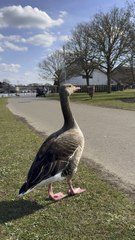 Goose walking by the river 🦢#GooseVibes #NatureWalk #RiverSide  #Wildlife #londonealk