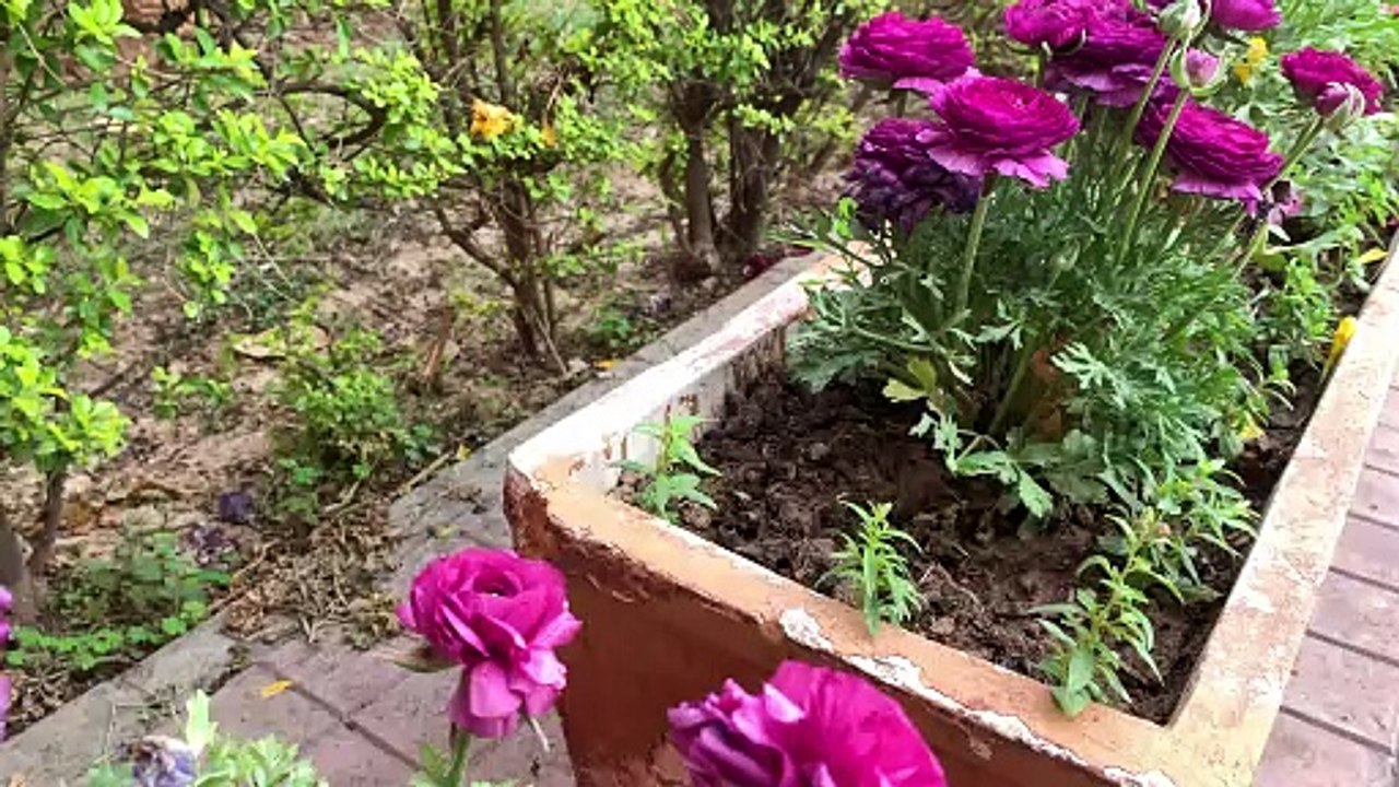 Very Beautiful Flowers