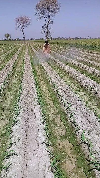 "Farmer Spraying Weedicide on Maize Crop | Effective Weed Control for Better Yield"