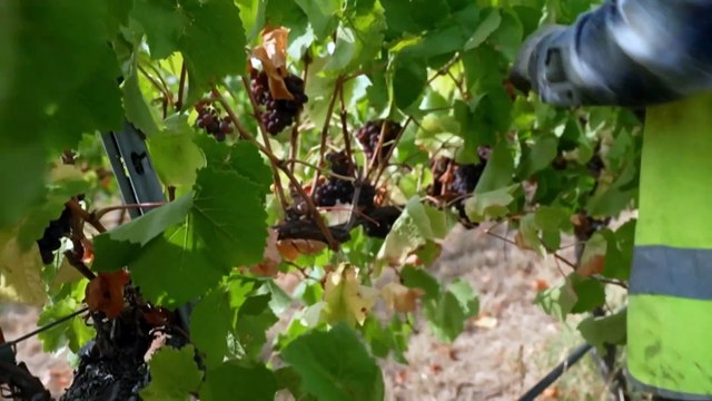 Tasmanian wine grape growers expecting bumper harvest after several years of below-average yields