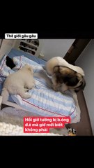 The World of Playful Pups - Episode 12