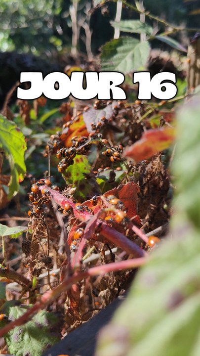 JOUR 16 : Des centaines de Coccinelles