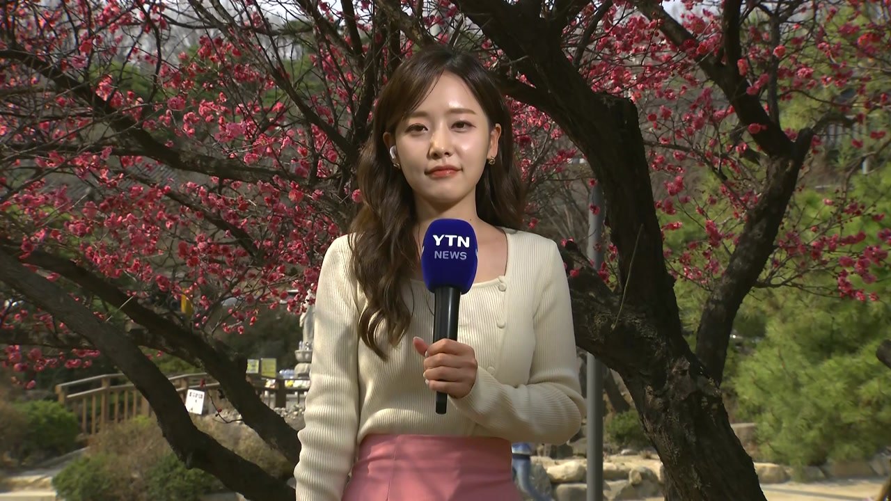 [날씨] 고온에 봄꽃 활짝...건조한 날씨 속 '산불 비상' / YTN