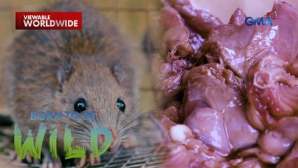 Daga, hinuhuli at kinakain ng mga taga-Surigao del Norte?! | Born to be Wild