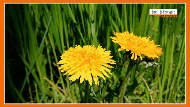 Sorsi di benessere - Una tisana depurativa per i cambi di stagione