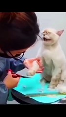 funny cats eps 55 🤣 #shorts