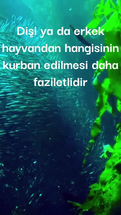 Dişi ya da erkek hayvandan hangisinin kurban edilmesi daha faziletlidir