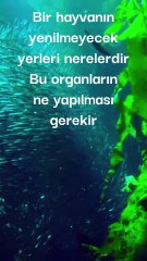 Bir hayvanın yenilmeyecek yerleri nerelerdir Bu organların ne yapılması gerekir