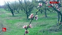 Çanakkale'de çiçek açan meyve ağaçlarını don vurdu