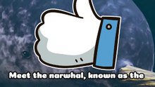 Discover the Magical Narwhal_ The Unicorn of the Sea!