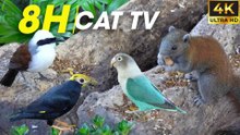 Non Stop Bird Action With Relaxing Sounds To Captivate Your Feline Friend - Video For Cats To Watch