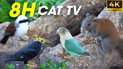 Non Stop Bird Action With Relaxing Sounds To Captivate Your Feline Friend - Video For Cats To Watch