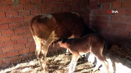 Annesi telef olan taya, inek annelik yapıyor