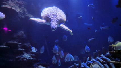 Sea Life London aquarium