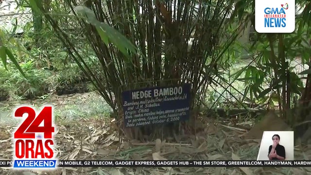 Pagtatanim ng kawayan, pandagdag-kita at malaki rin ang tulong sa climate change | 24 Oras Weekend