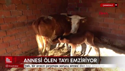 Çanakkale'de inek, annesi ölen tayı emziriyor