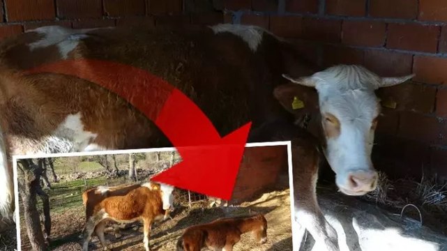 İnek, annesi ölen tayı emziriyor