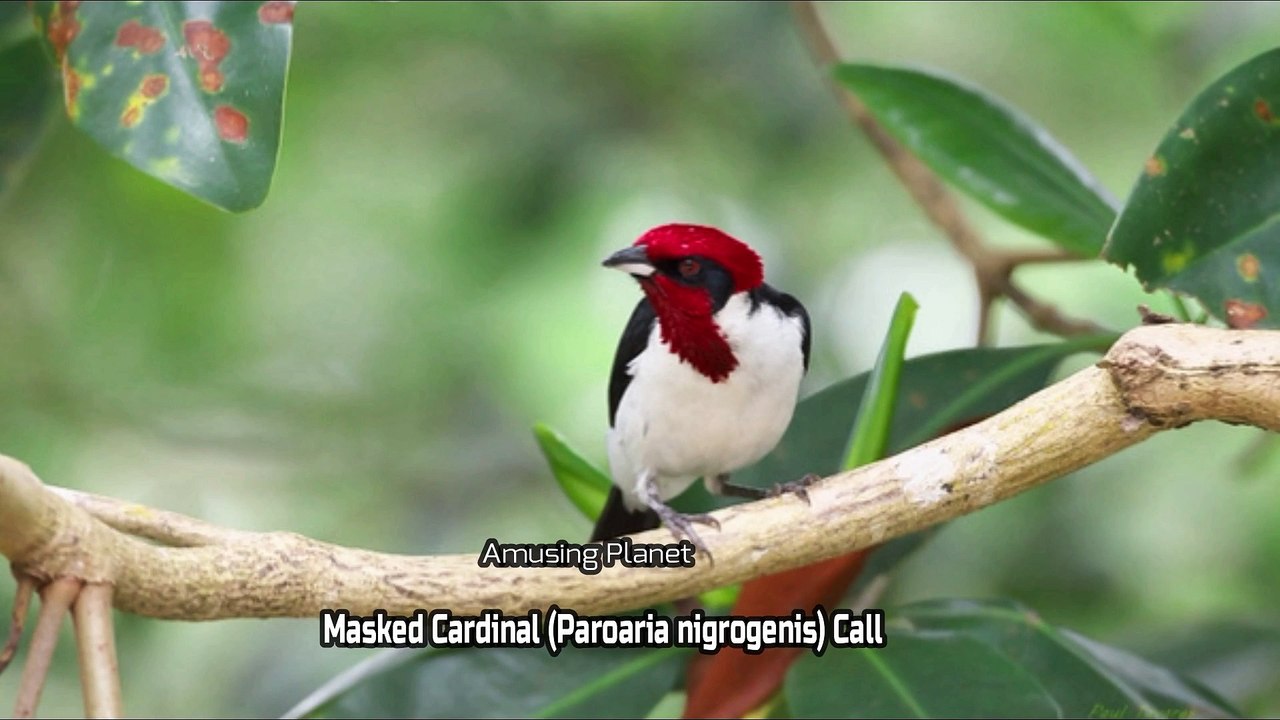 Masked Cardinal Call