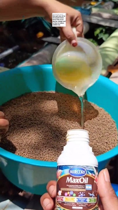 Takaran Maxoil untuk budidaya lele skala sedikit