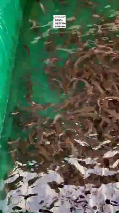 Ikan lele juga butuh istirahat dan tidur, begini cara ikan lele tidur yang belum banyak orang tau