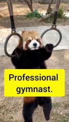 Saleemoffical presentation- Professional gymnast. #gymnastics