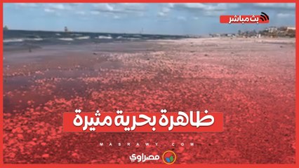 ظاهرة غزو القواقع وأم الخلول على شواطئ بورسعيد 🌊
