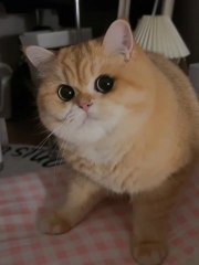 Cat enjoying music...