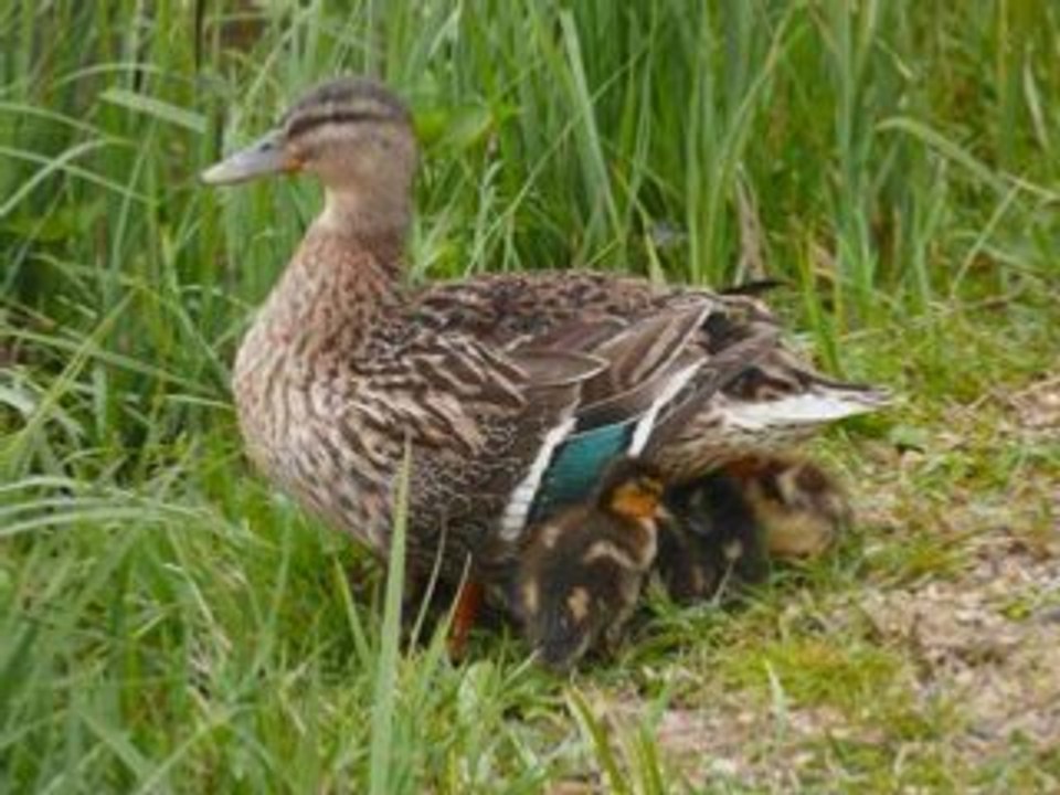 Canards