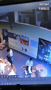 Cette caméra de surveillance filme une scène magnifique entre cette femme et ces chiens
