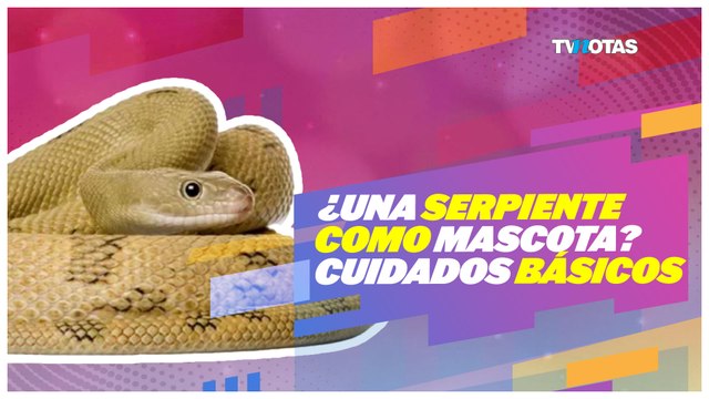 ¿Una serpiente como mascota? Cuidados básicos