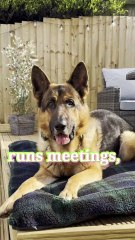 Animals Pets Bred Circle meet the German shepherd dogs breed gsd