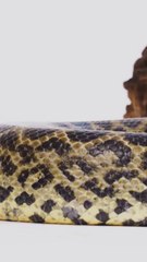 🌈 This Snake SHIMMERS Like a RAINBOW… But It’s a STEALTHY HUNTER?! 🐍✨