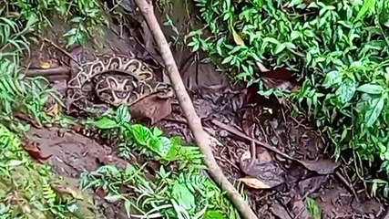 Cobra é encontrada durante passeio turístico na Ponte Molhada, em Cascavel