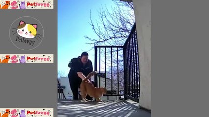 When your Cat Misses you and lets you know! Funny Cat Video 2025 #cutecats  #funny #video #funnypet #petshort #10min #10minutes