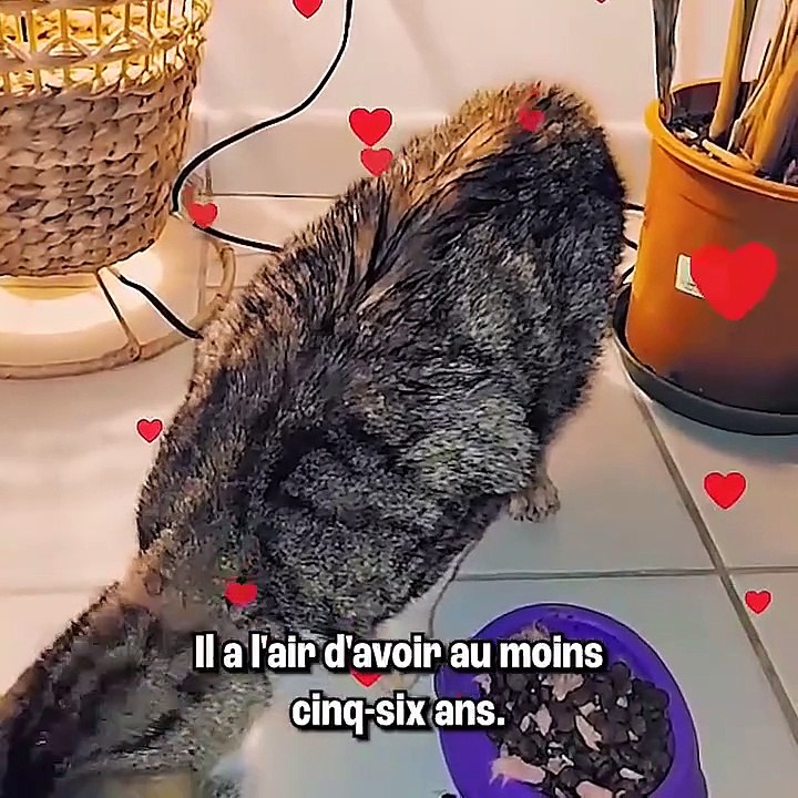 Ce chat abandonné m'a fendu le cœur 😔