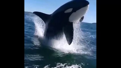 Craziest Animal Encounters of All Time