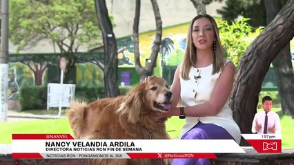 Yoko emprende su viaje a Brasil: así fueron los 40 años del último gran simio en Colombia