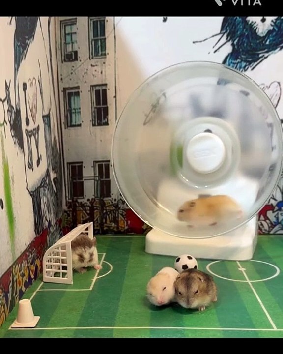 🐹 **Unlock the Cutest Secrets of Hamsters!** 🐹 In this captivating video,