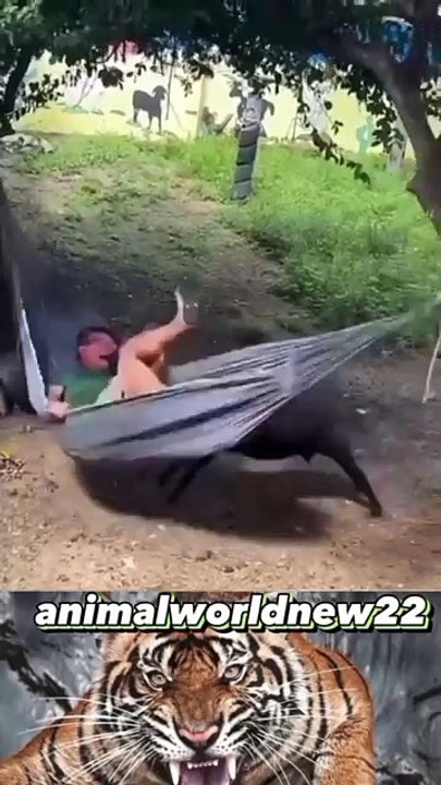 Hilarious Animal Fails That Will Make Your Day!