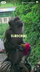 Adorable Baby Animals Doing the Funniest Funny