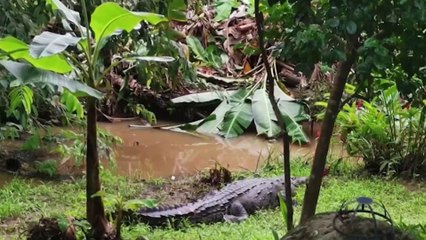 tn7-hombre-de-28-años-sufre-ataque-de-cocodrilo-en-Filadelfia-230325