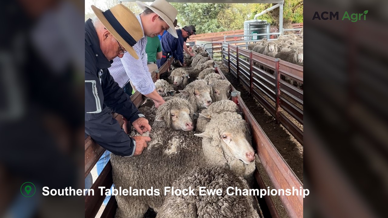 'Hard to fault' ewes have back to back success at flock ewe championships