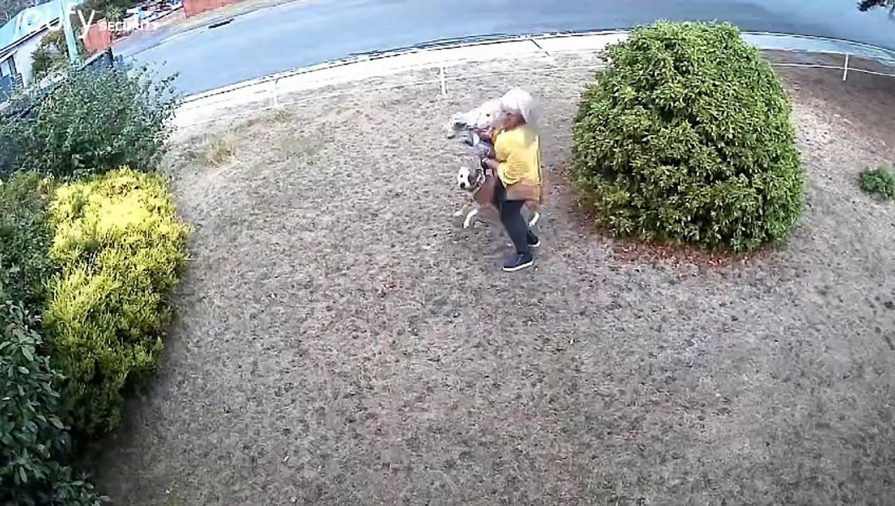 Dog attack in Northern Tasmania | The Examiner | March 2025