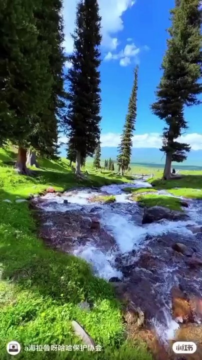 Ambience  Immerse yourself in the peaceful sounds of the forest, where birds sing, leaves rustle, and streams flow gently. Perfect for relaxation, meditation, or sleep.